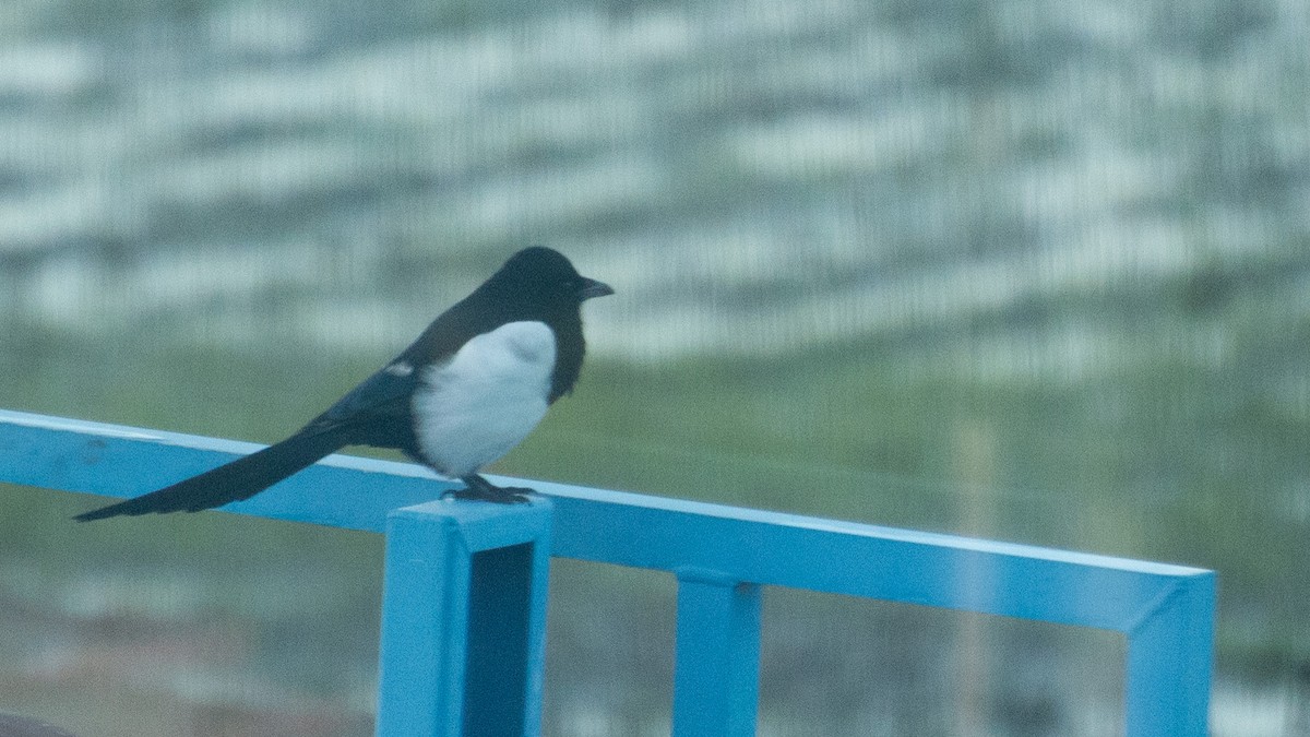 Eurasian Magpie - ML642685861