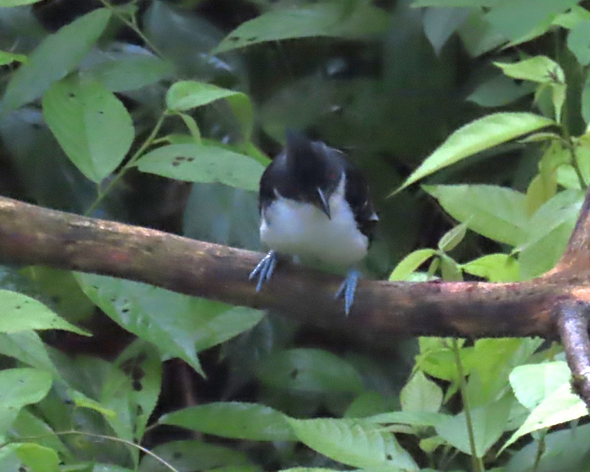 Great Antshrike - ML642685862