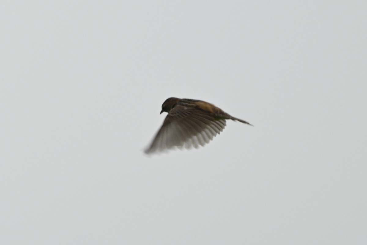 Zitting Cisticola - ML642685865