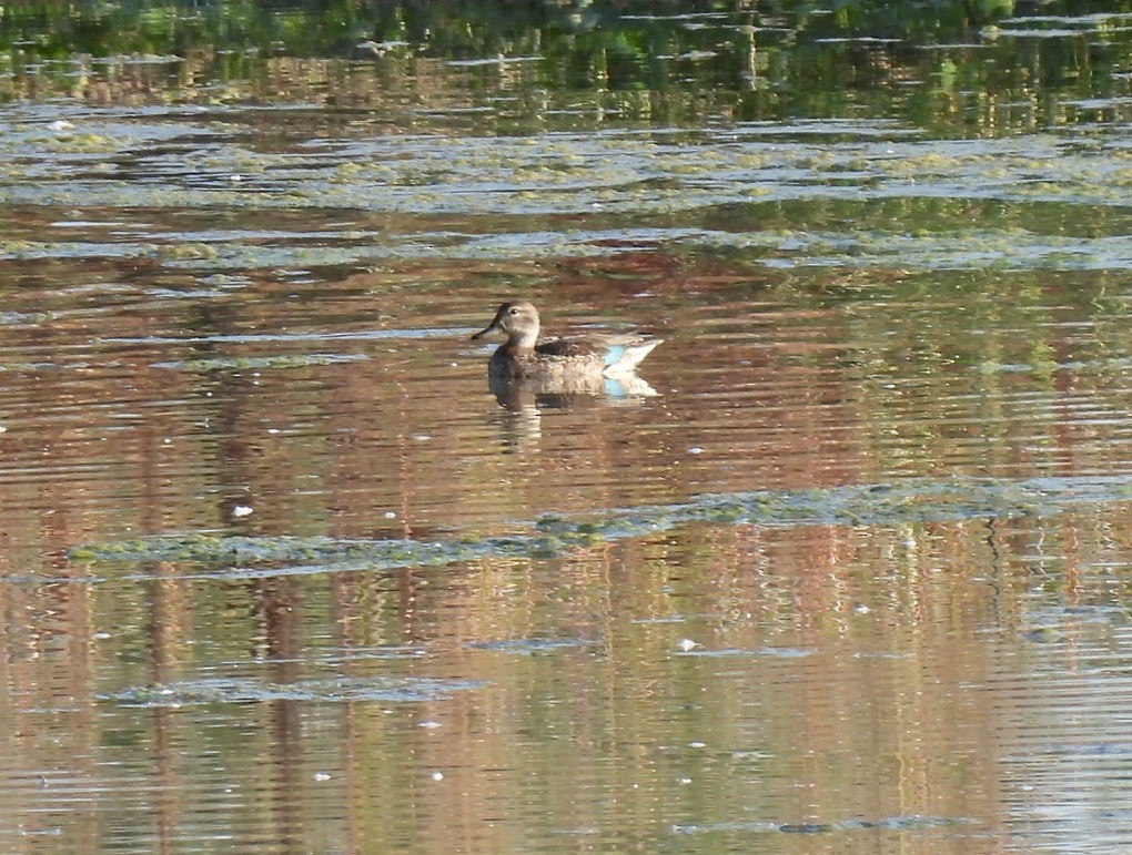 Green-winged Teal - ML642685867