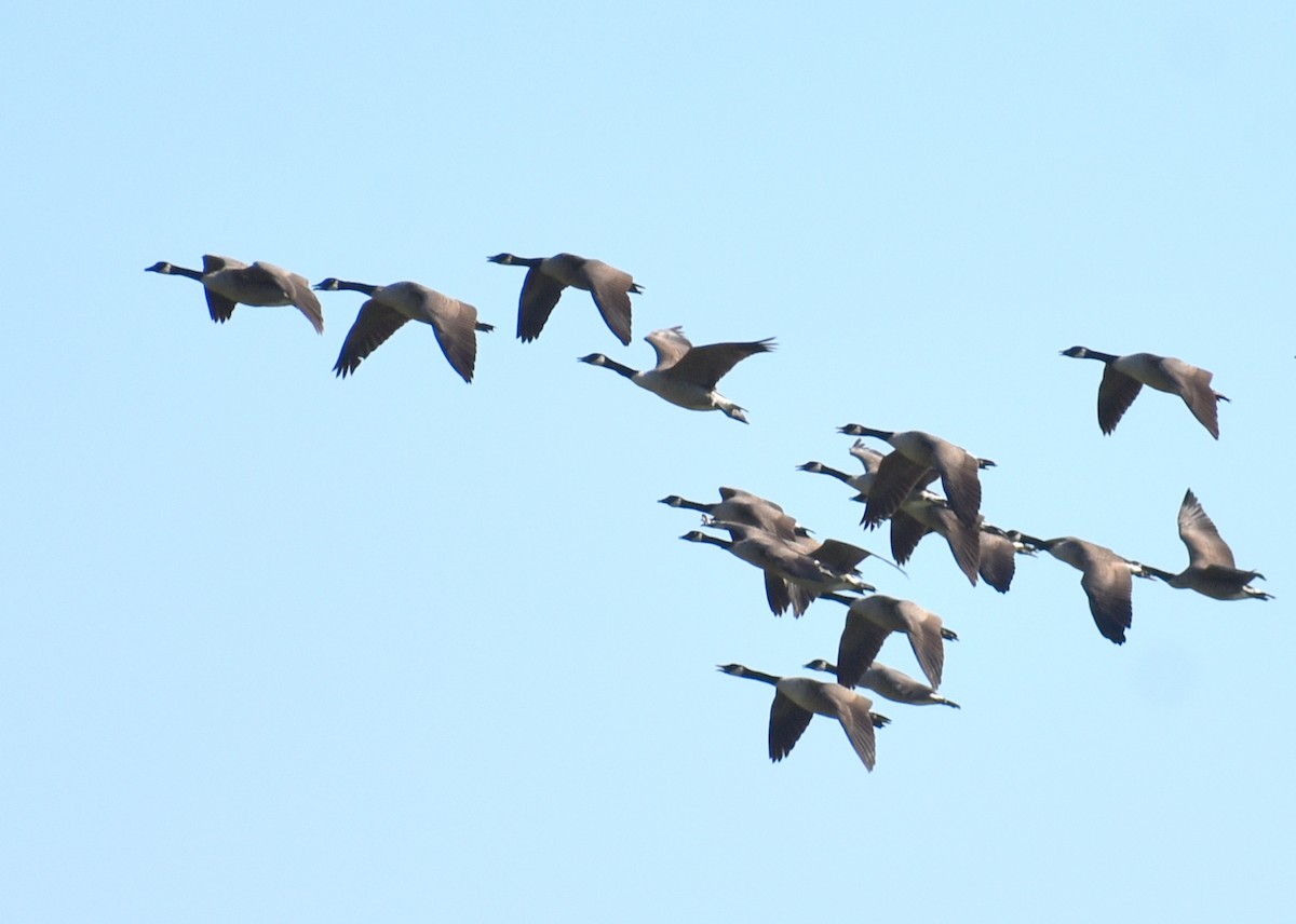 Canada Goose - ML642685868