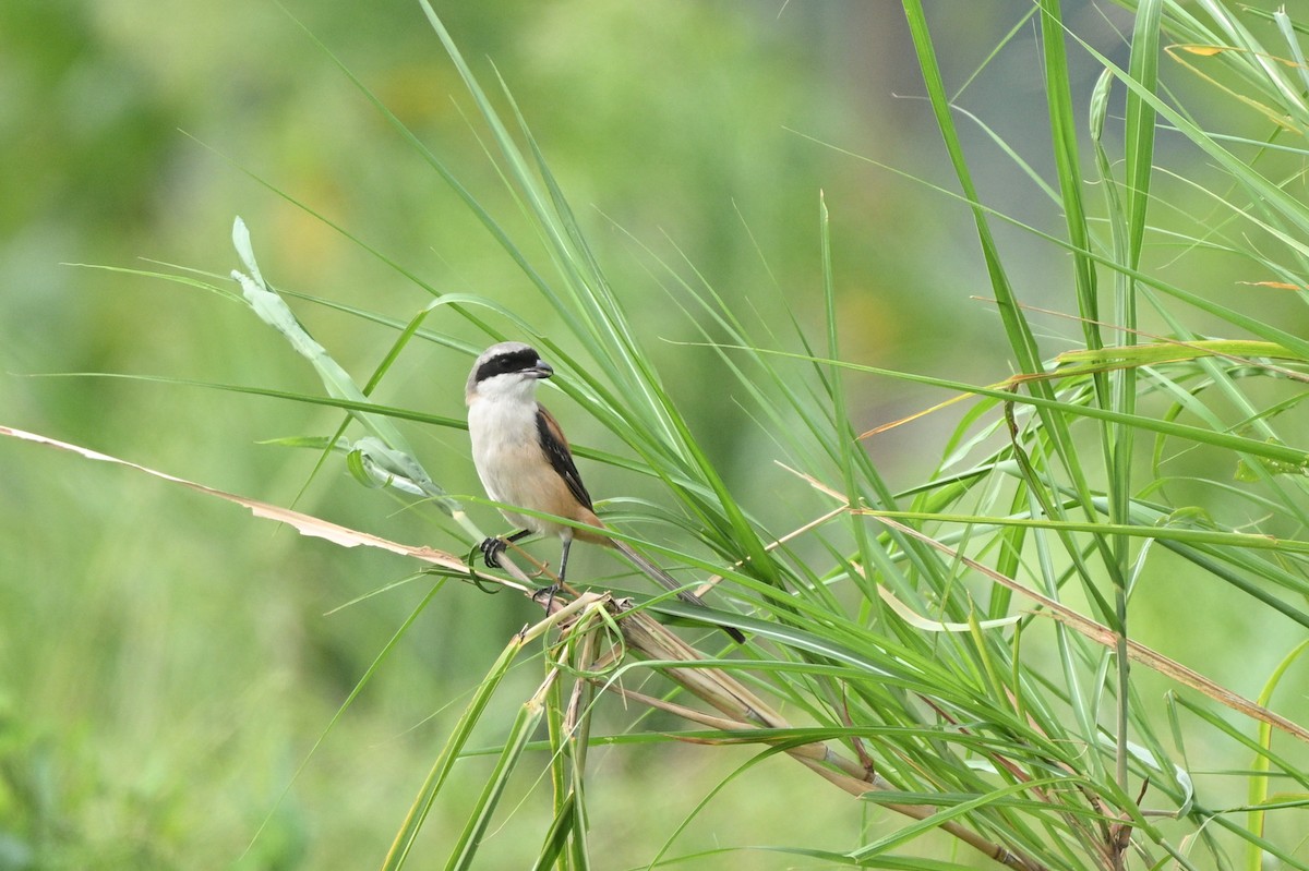 Long-tailed Shrike - ML642685869