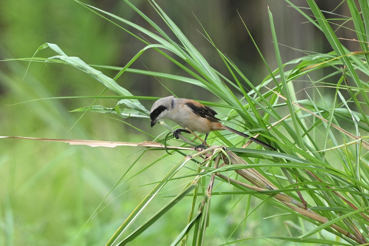 Long-tailed Shrike - ML642685870