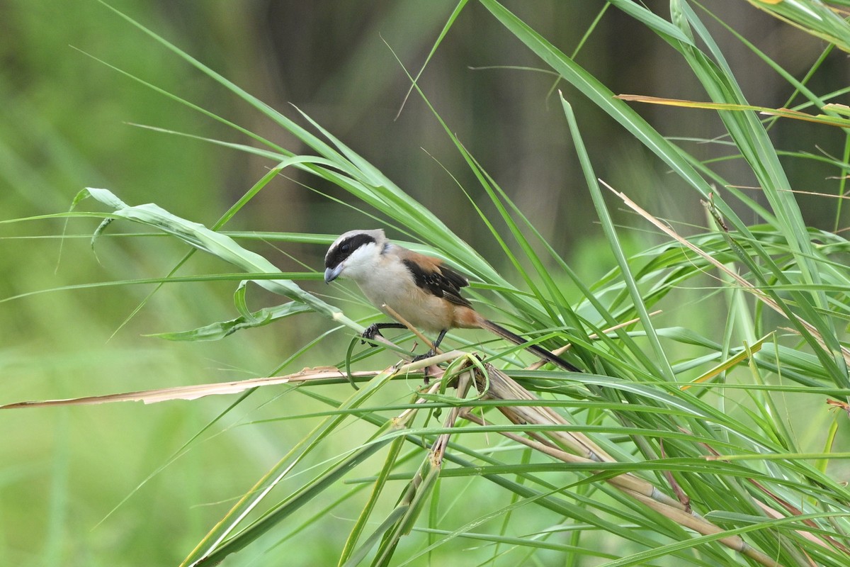 Long-tailed Shrike - ML642685871