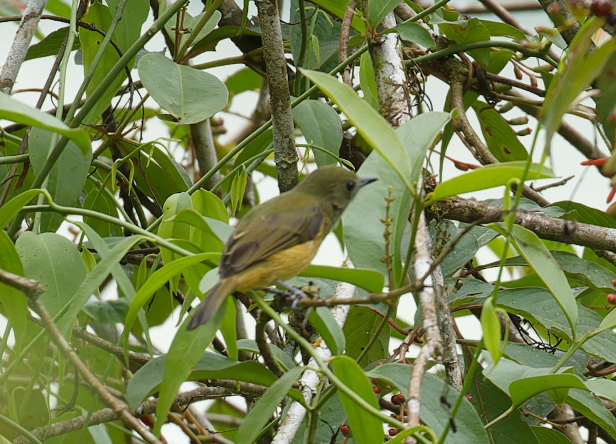 Ochre-bellied Flycatcher - ML642685873