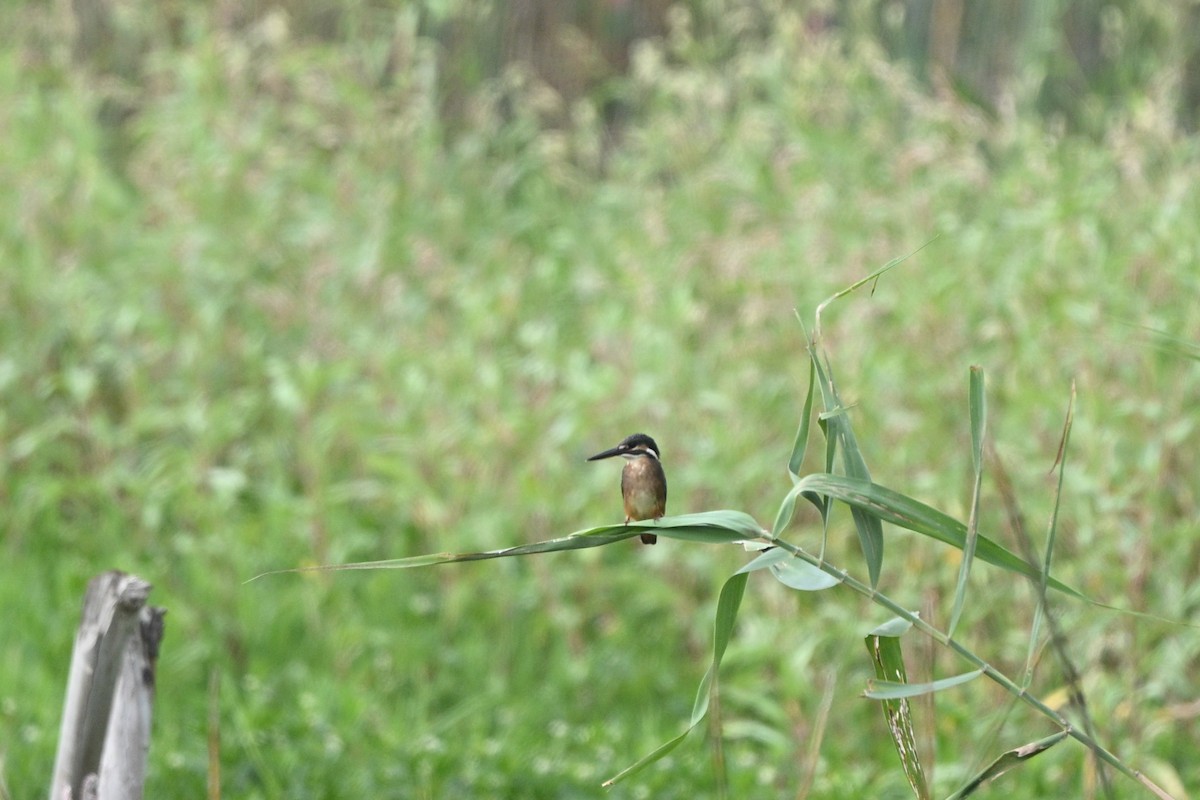 Common Kingfisher - ML642685874