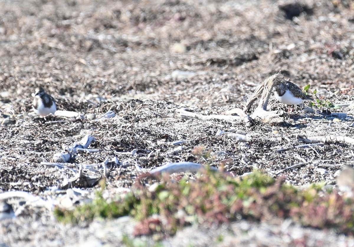 Ruddy Turnstone - ML642685875