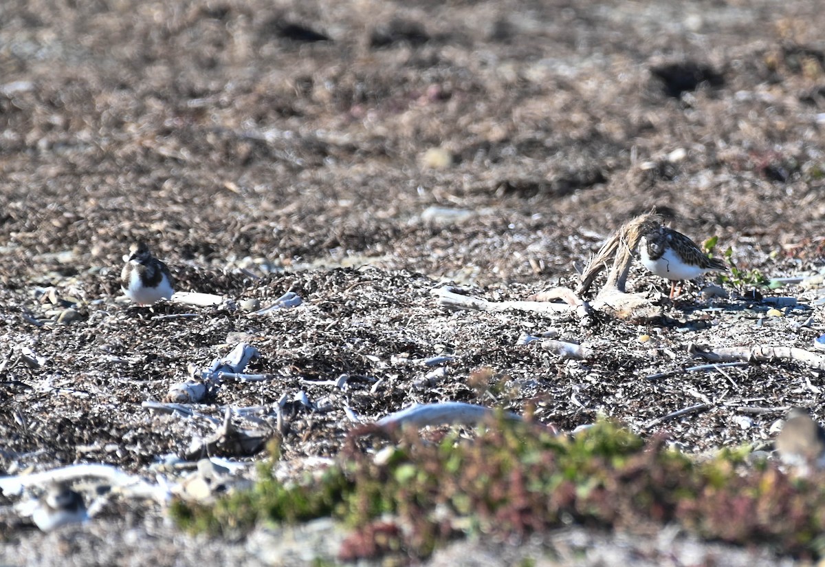 Ruddy Turnstone - ML642685876