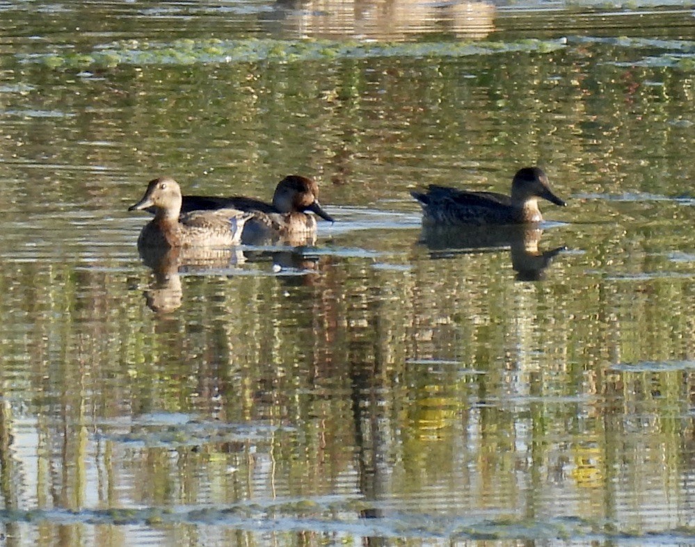 Green-winged Teal - ML642685877