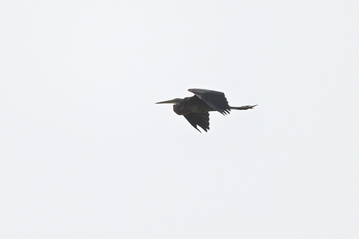 Purple Heron - ML642685879