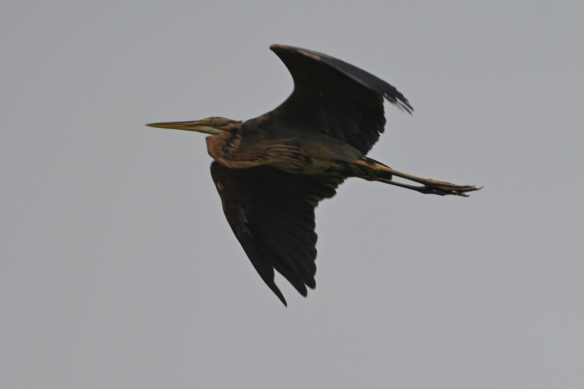 Purple Heron - ML642685880