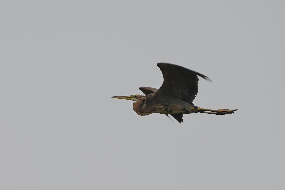 Purple Heron - ML642685881