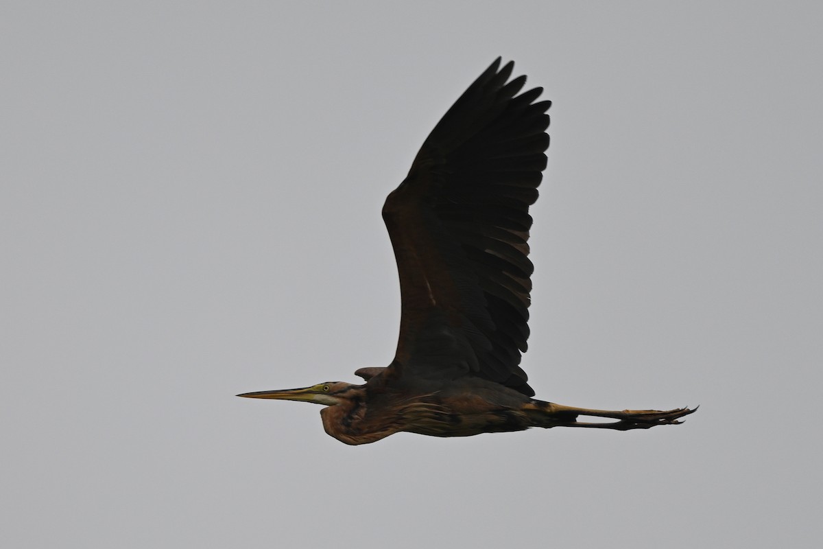 Purple Heron - ML642685882