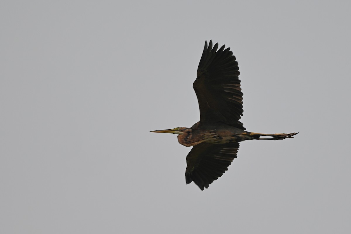 Purple Heron - ML642685883