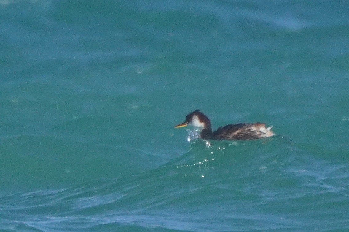 Titicaca Grebe - ML642685884