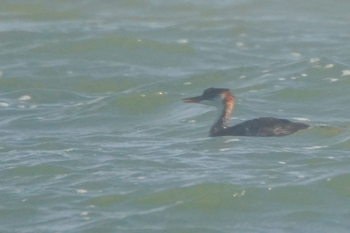 Titicaca Grebe - ML642685885