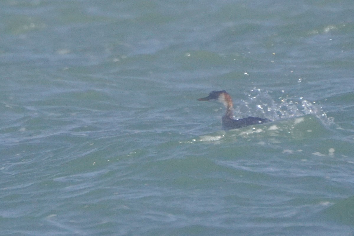 Titicaca Grebe - ML642685886