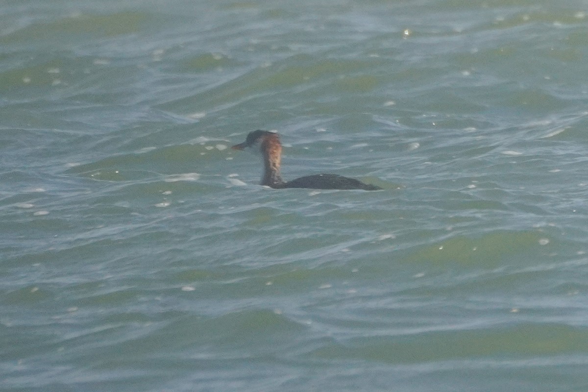 Titicaca Grebe - ML642685887