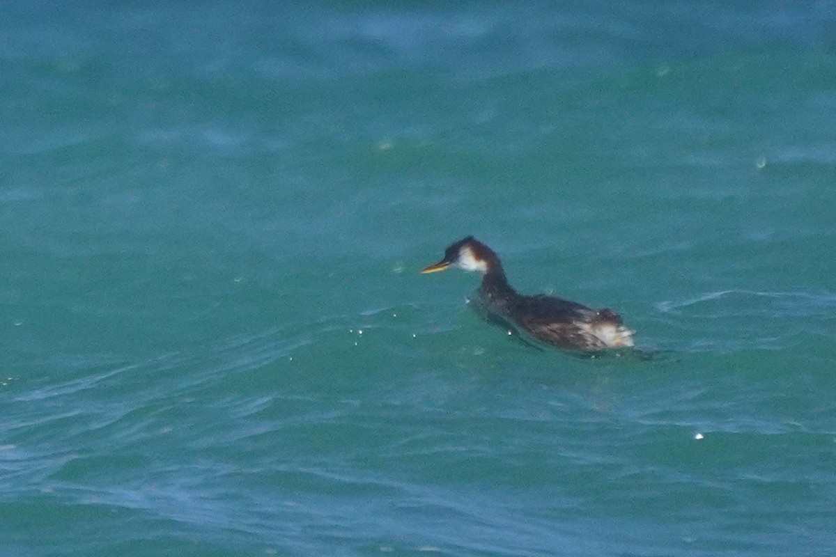Titicaca Grebe - ML642685888
