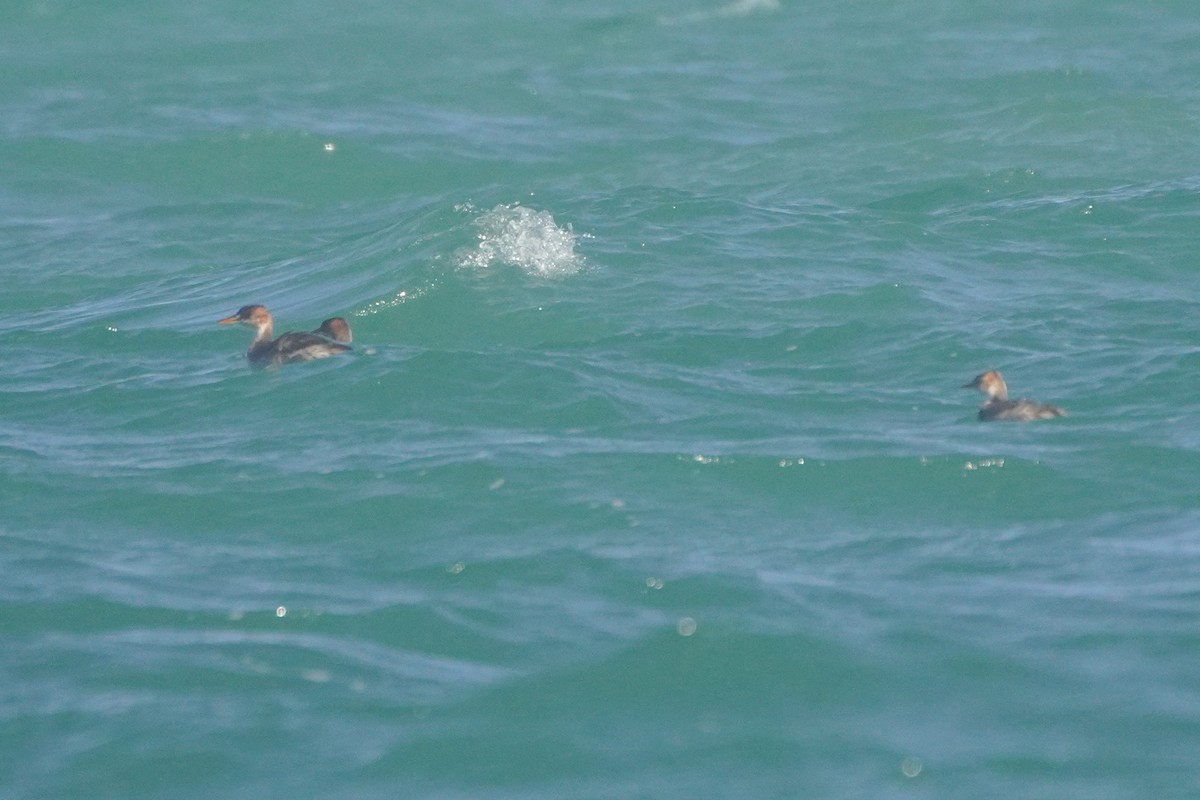 Titicaca Grebe - ML642685889