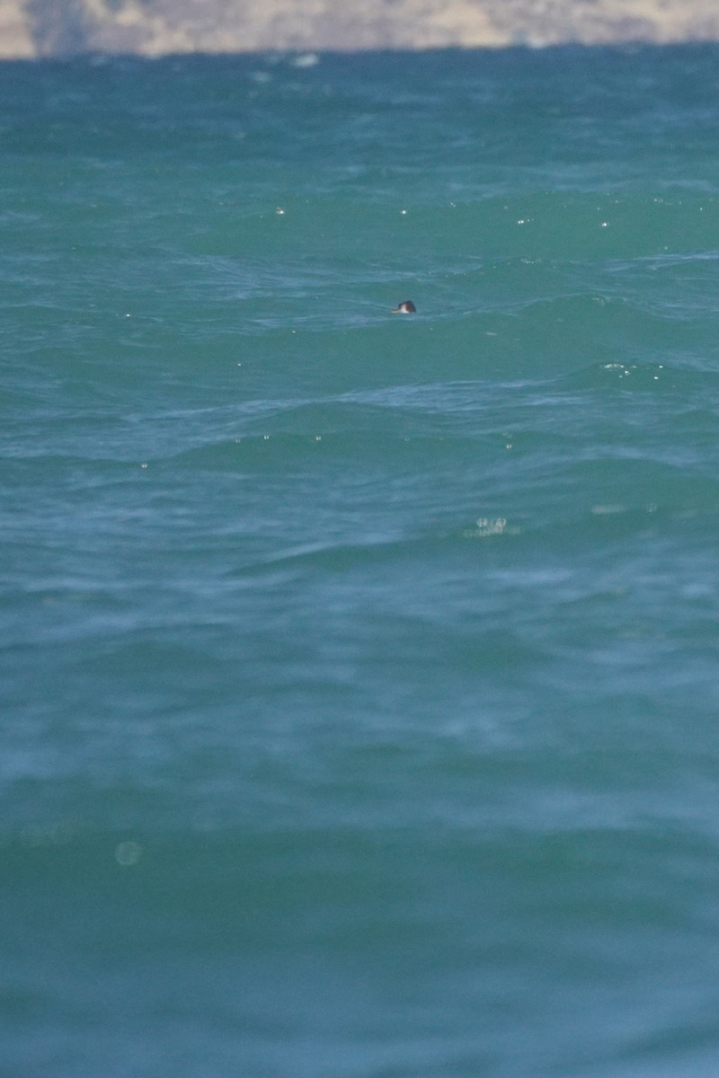 Titicaca Grebe - ML642685890