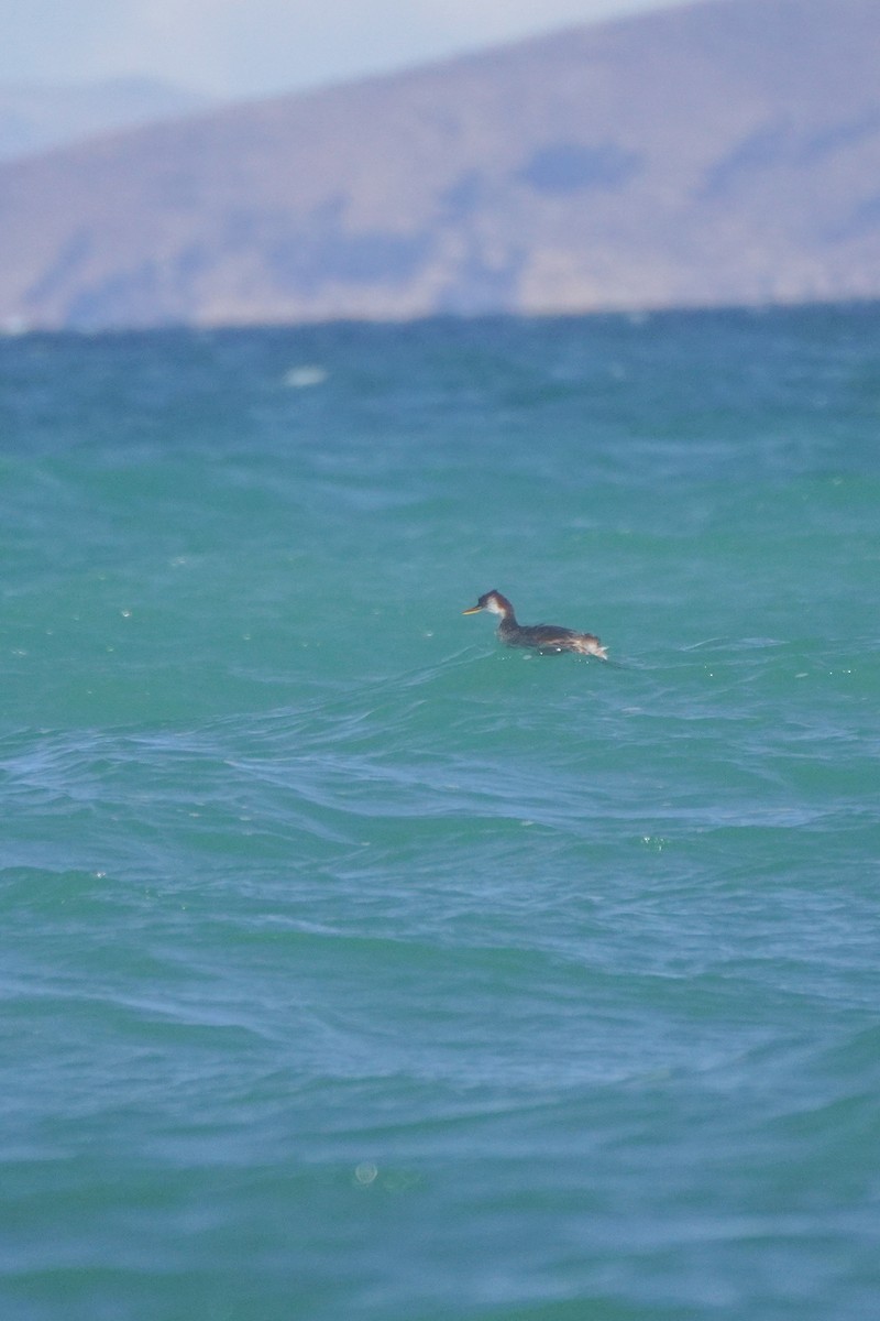 Titicaca Grebe - ML642685891
