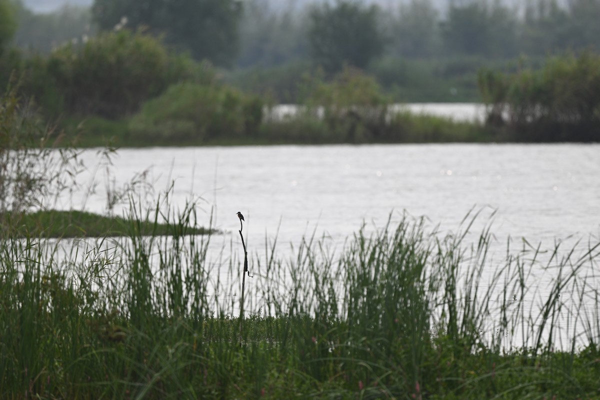 Common Kingfisher - ML642685892