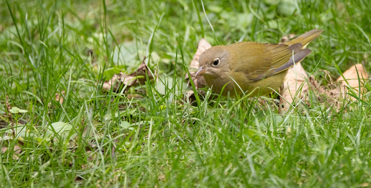 Connecticut Warbler - ML642685894