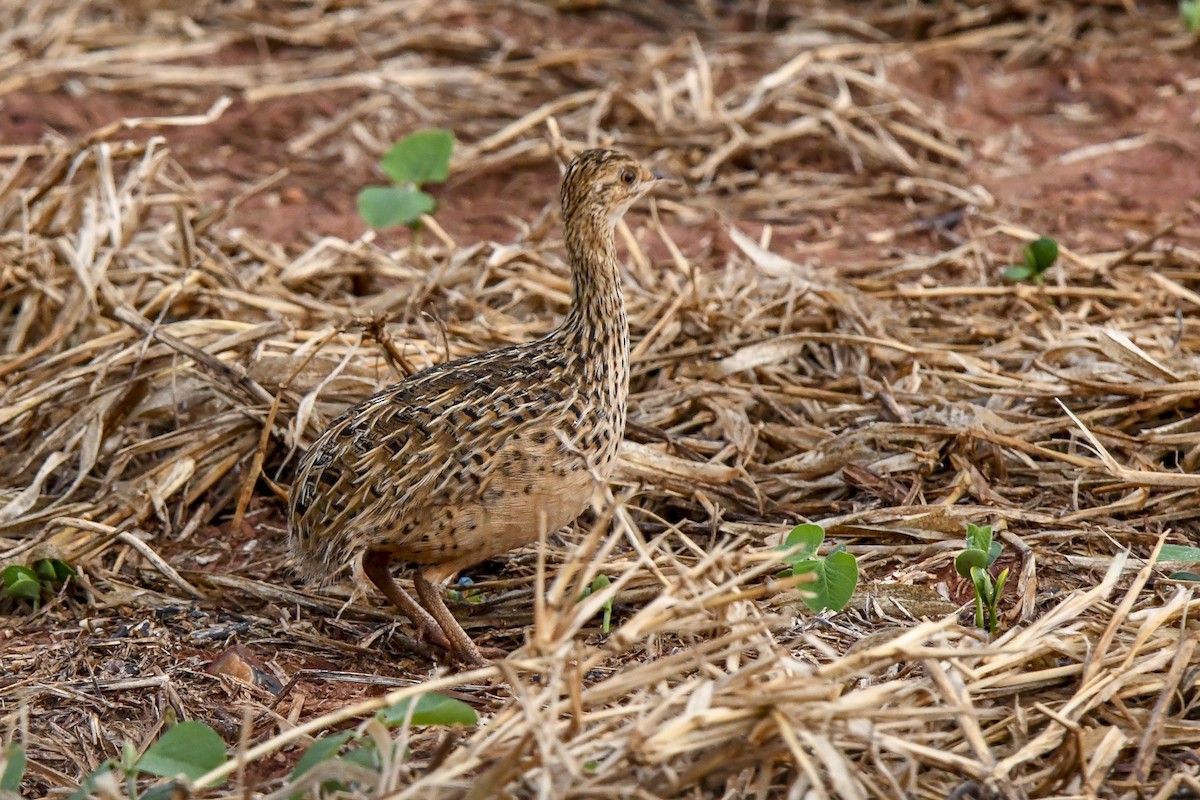 Spotted Nothura - ML642685901