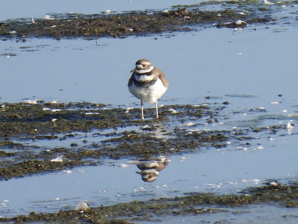 Killdeer - ML642685905
