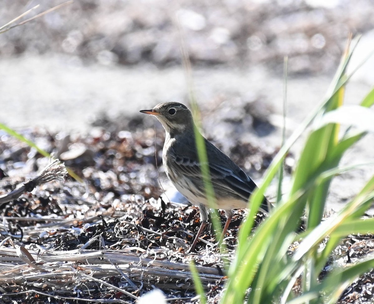 American Pipit - ML642685906