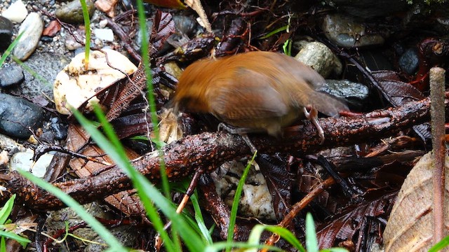 Mountain Wren - ML642685916