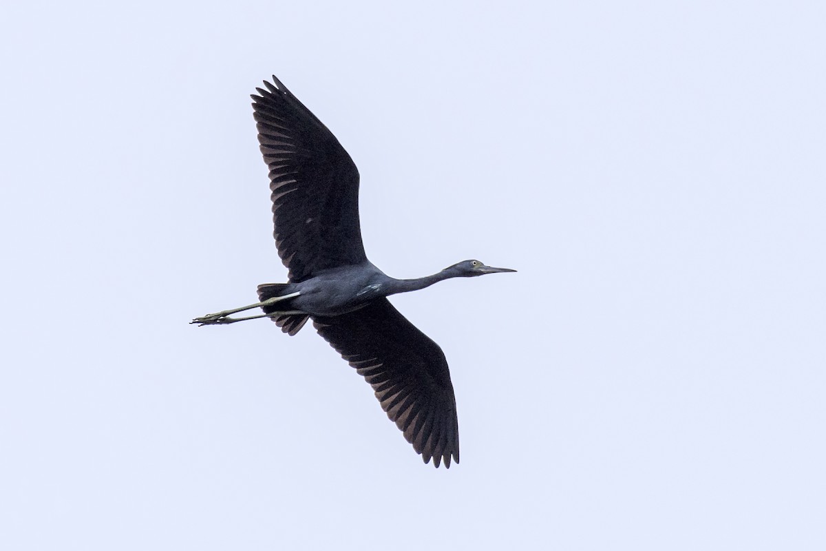 Little Blue Heron - ML642685919