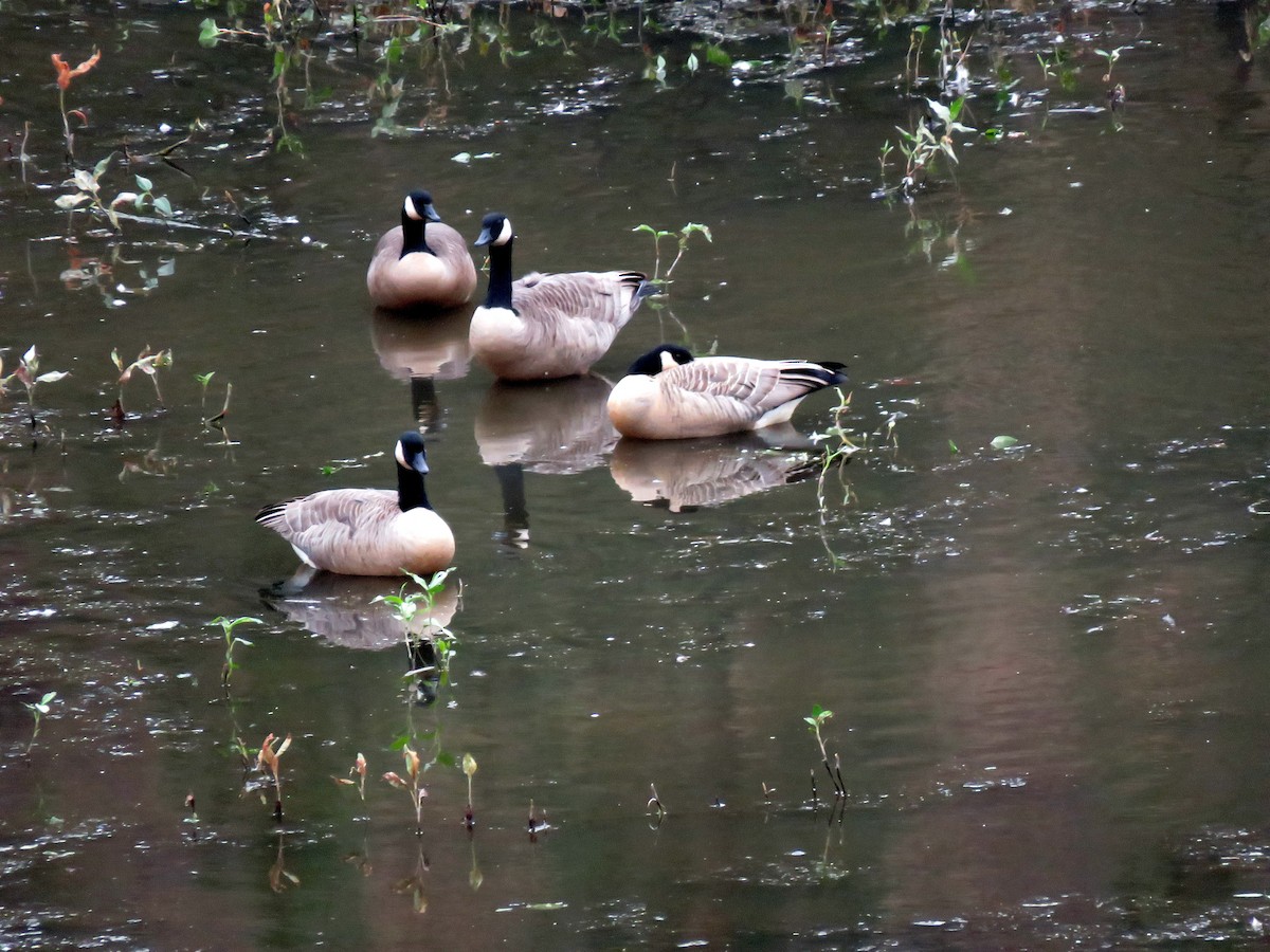 Canada Goose - ML642685923