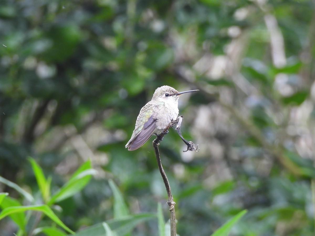 Anna's Hummingbird - ML642685943