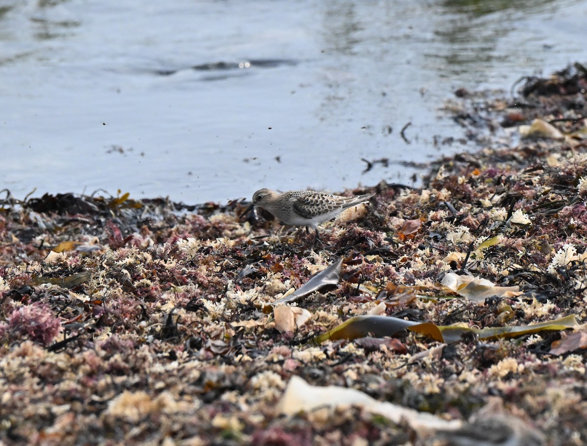 Baird's Sandpiper - ML642685952