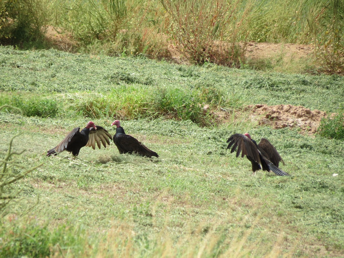 Turkey Vulture - ML642685961