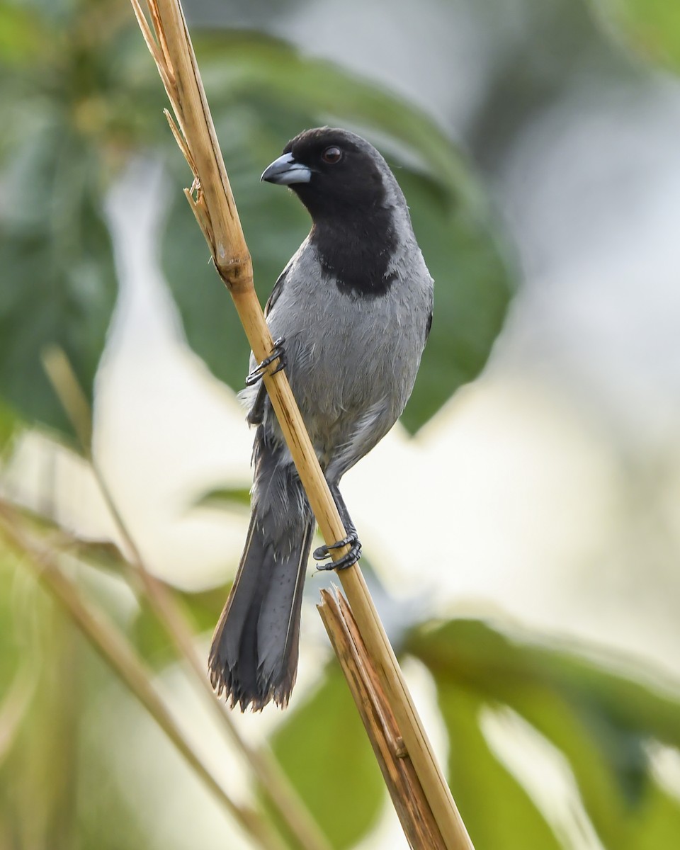 Black-faced Tanager - ML642685970