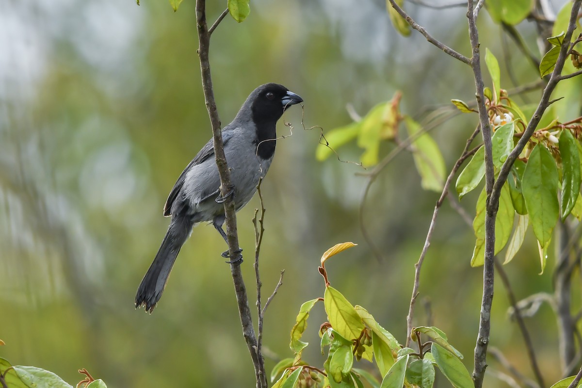 Black-faced Tanager - ML642685971