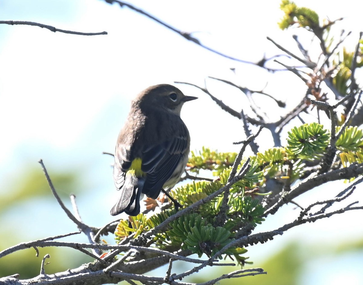 Yellow-rumped Warbler - ML642685972