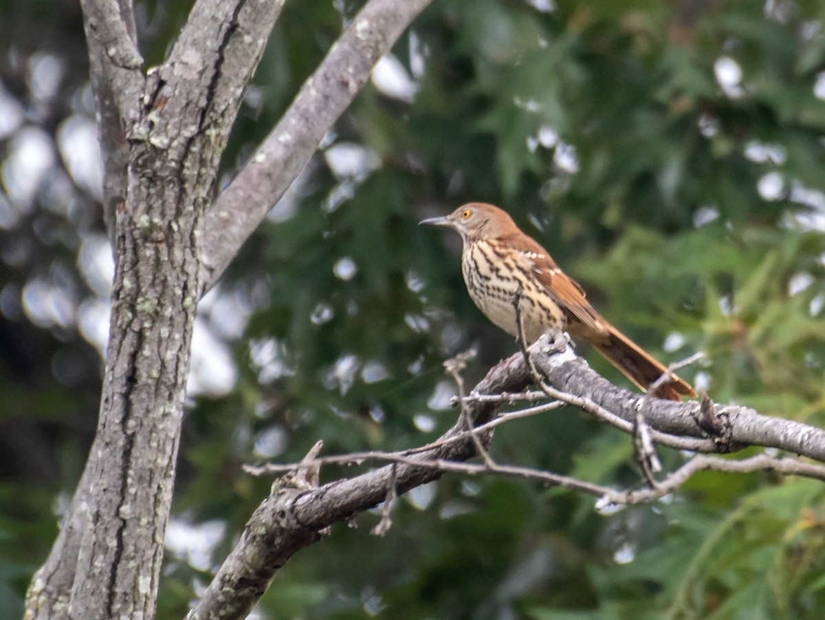 Brown Thrasher - ML642685974