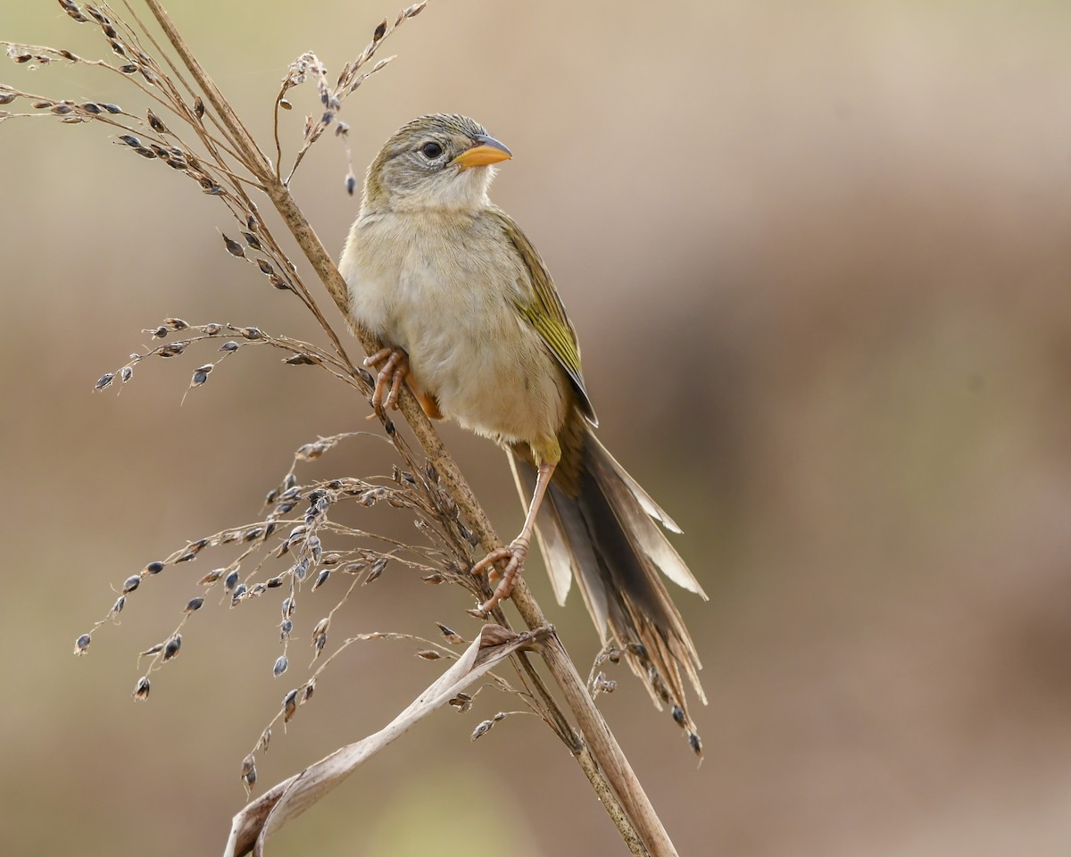 Wedge-tailed Grass-Finch - ML642685975