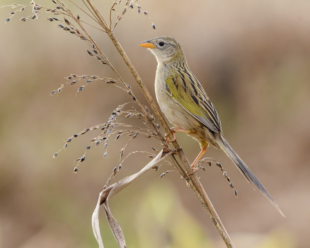 Wedge-tailed Grass-Finch - ML642685976