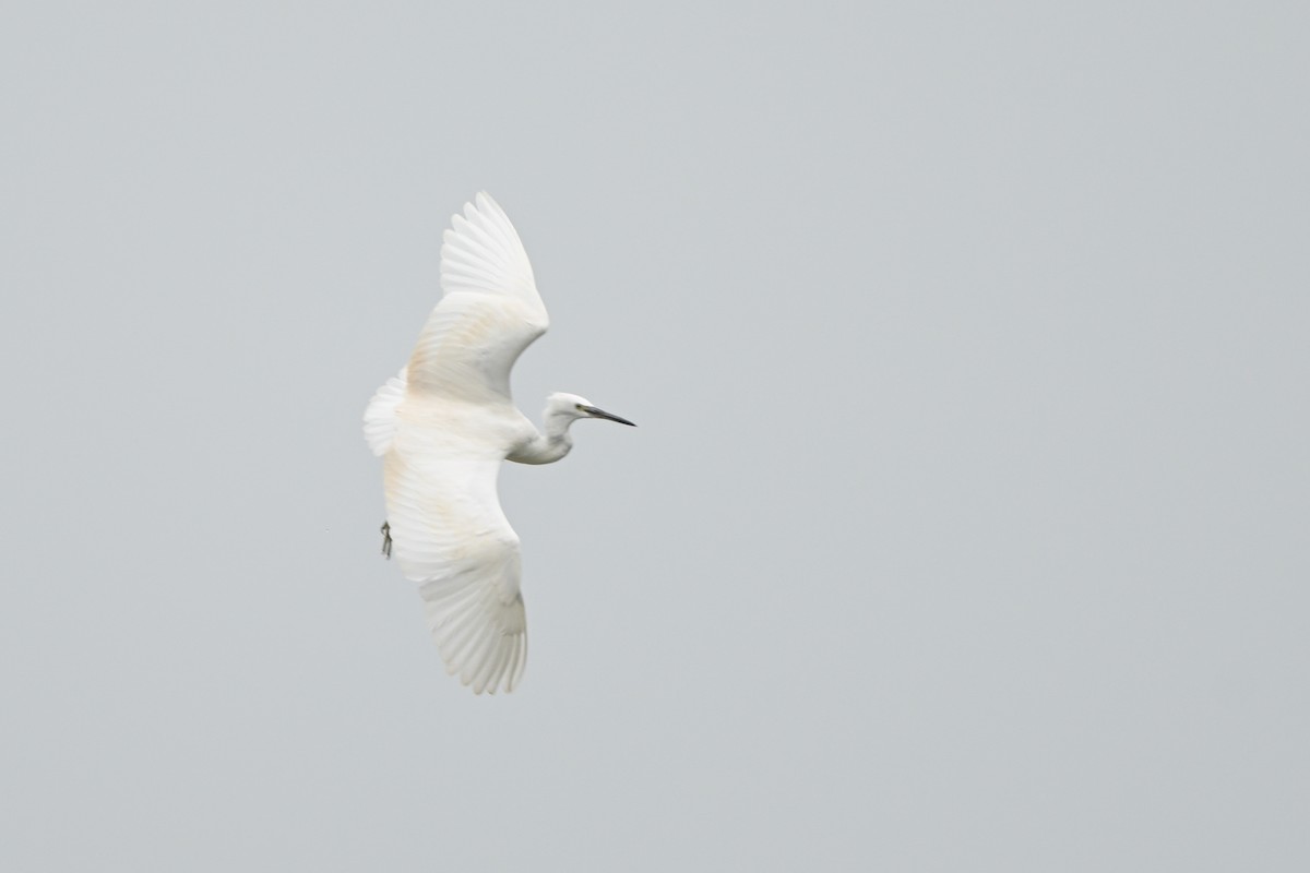 Little Egret (Western) - ML642685977