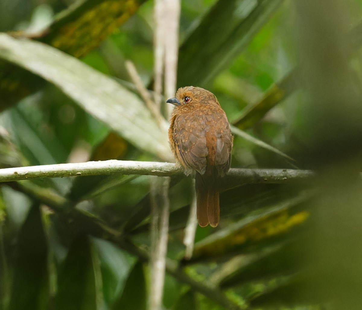 White-whiskered Puffbird - ML642685978