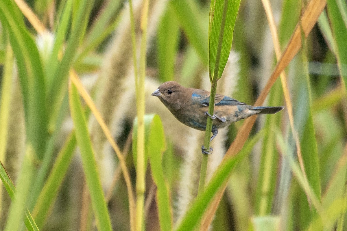Indigo Bunting - ML642685981