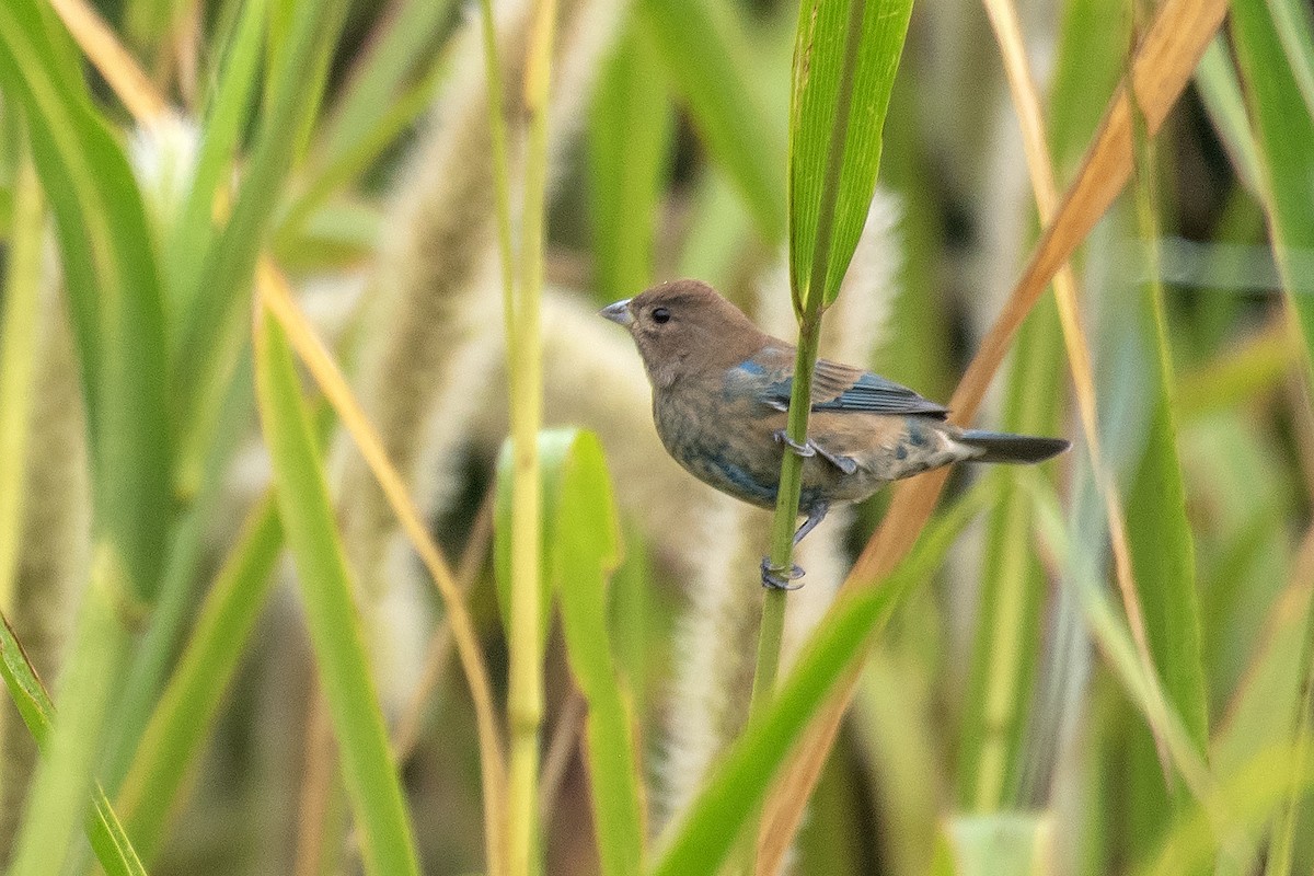 Indigo Bunting - ML642685982