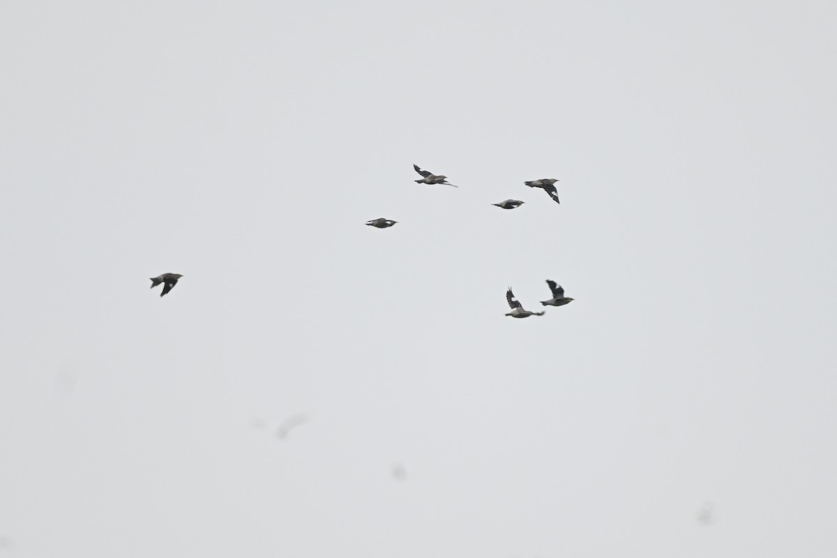 Red-billed Starling - ML642685984