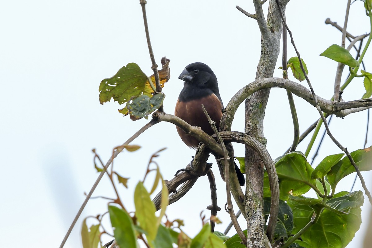 Chestnut-bellied Seed-Finch - ML642685989
