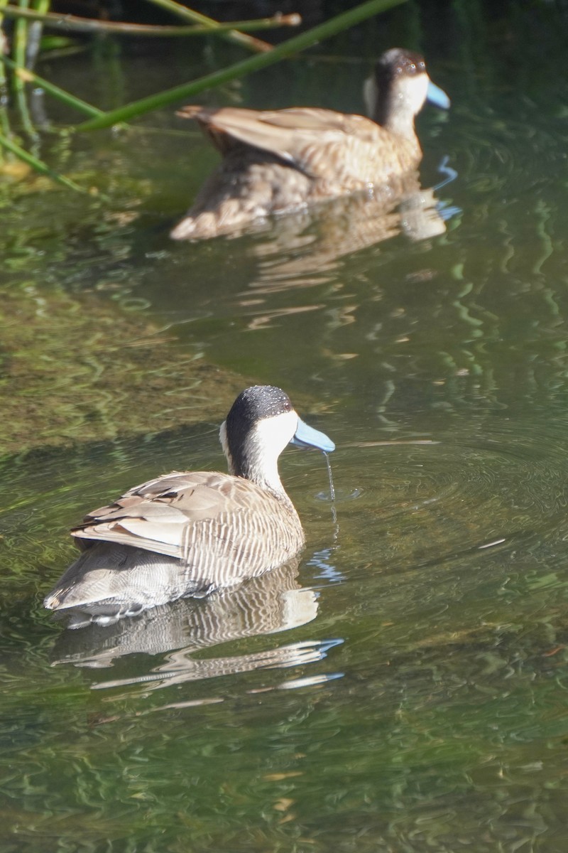 Puna Teal - ML642685994